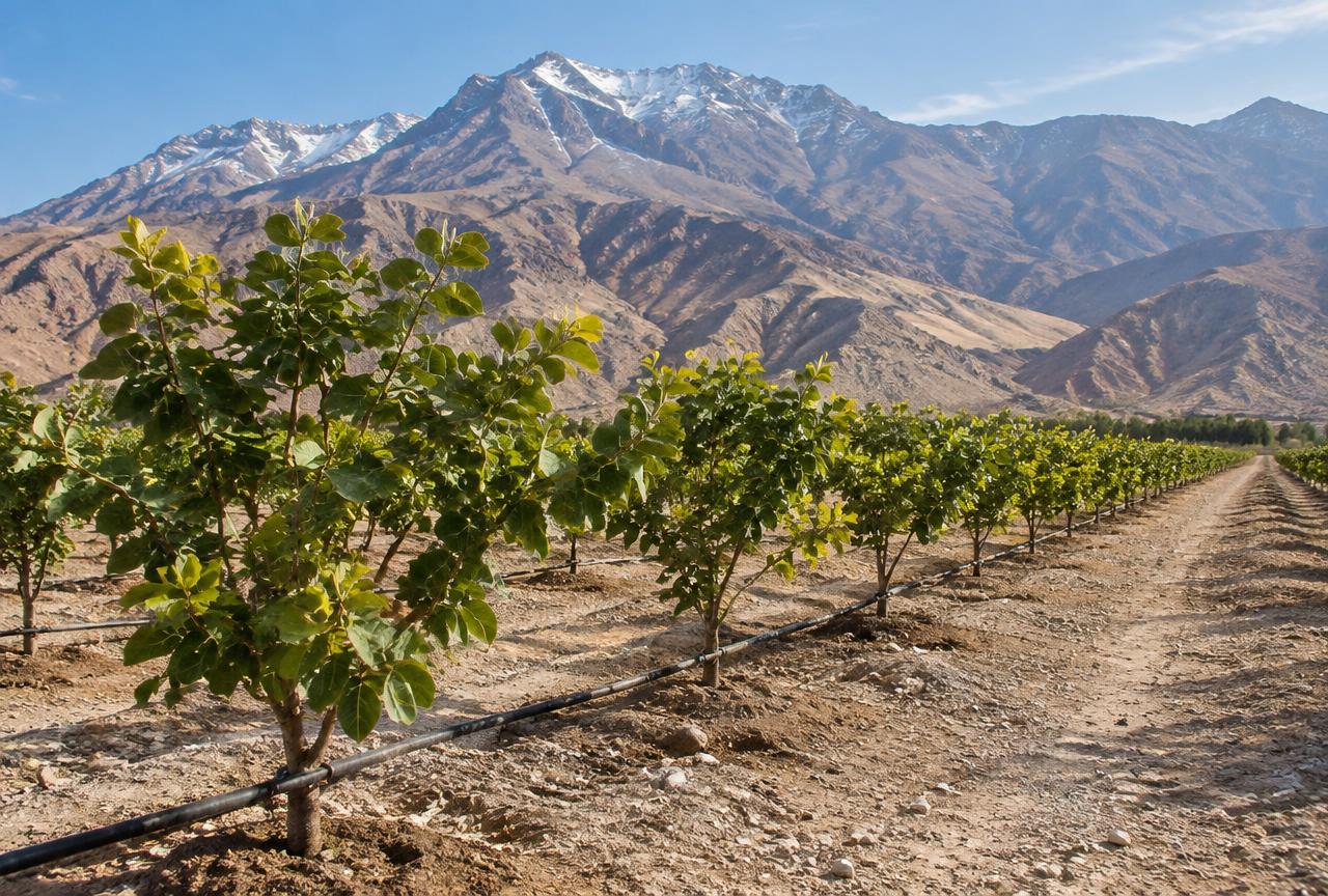 Pistacho Oasis Cuyano